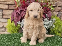 Walter, a male Goldendoodle for sale in Boyden, IA – 9 of 10
