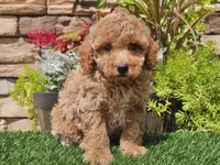 Daika, a female Poodle - Miniature  for sale in Boyden, IA – 8 of 10