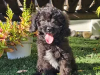 Grady, a male Cavapoo for sale in Boyden, IA – 6 of 10