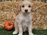 Sierra , a female Goldendoodle for sale in Boyden, IA – 10 of 10