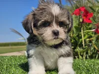 Evan, a male Shorkie for sale in Boyden, IA – 8 of 10