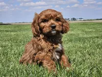 Monty, a male Cavapoo for sale in Boyden, IA – 9 of 10