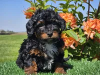 Jeska, a female Miniature Aussiedoodle for sale in Boyden, IA – 6 of 10
