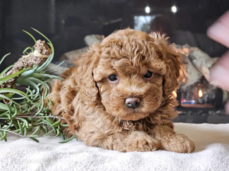 Kai – Cavapoo puppy for sale in Boyden, IA