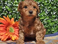 Logan , a male Yorkipoo for sale in Boyden, IA – Photo 4 of 10