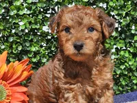 Logan , a male Yorkipoo for sale in Boyden, IA – Photo 6 of 10