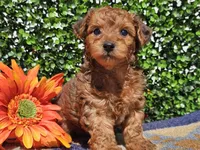 Logan , a male Yorkipoo for sale in Boyden, IA – Photo 1 of 10