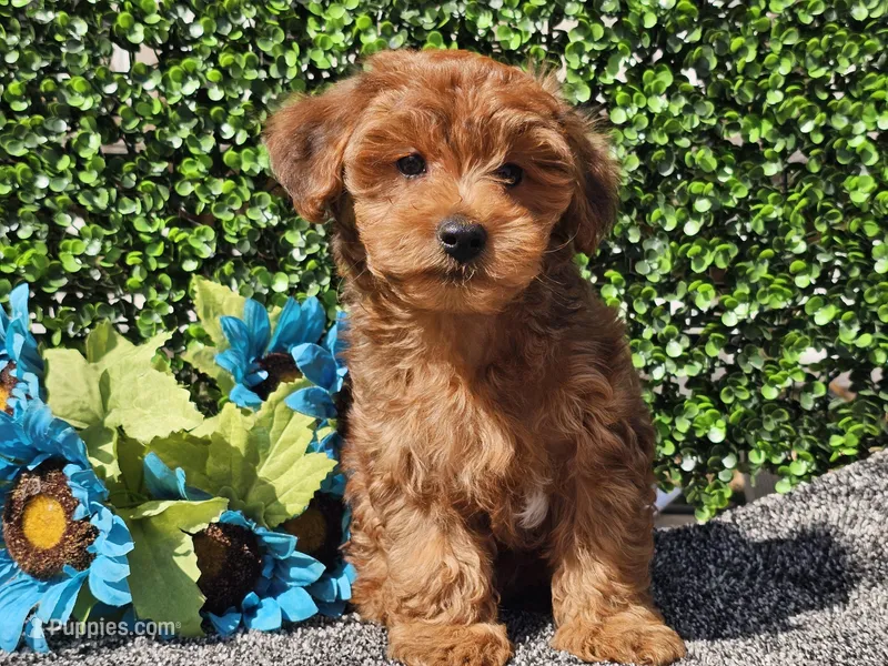 Logan  – Yorkipoo puppy for sale in Boyden, IA