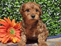 Logan , a male Yorkipoo for sale in Boyden, IA – Photo 7 of 10
