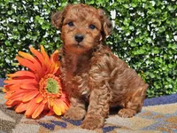 Logan , a male Yorkipoo for sale in Boyden, IA – Photo 10 of 10