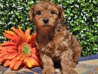 Logan , a male Yorkipoo for sale in Boyden, IA – Photo 3 of 10