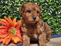 Logan , a male Yorkipoo for sale in Boyden, IA – Photo 9 of 10