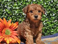 Logan , a male Yorkipoo for sale in Boyden, IA – Photo 8 of 10