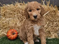 Serenity , a female Goldendoodle for sale in Boyden, IA – 10 of 10