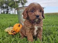 Oliver, a male Cavapoo for sale in Boyden, IA – 8 of 10
