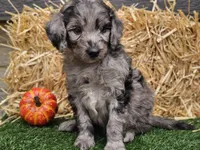 Stetson , a male Goldendoodle for sale in Boyden, IA – 2 of 10