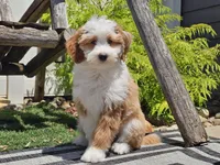 Halli, a female Miniature Aussiedoodle for sale in Boyden, IA – 3 of 10