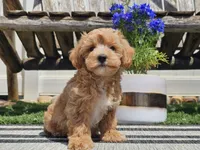 Piko, a male Maltipoo for sale in Boyden, IA – 10 of 10