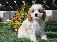 Greta, a female Cavapoo for sale in Boyden, IA – 10 of 10