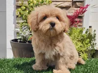 Laker, a male Maltipoo for sale in Boyden, IA – 9 of 10