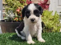 Gilbert , a male Cavapoo for sale in Boyden, IA – 8 of 10