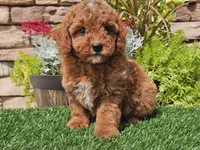 Darius, a male Poodle - Miniature  for sale in Boyden, IA – 6 of 10