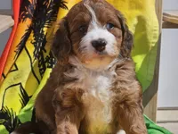 Sailor, a female Miniature Bernedoodle for sale in Boyden, IA – 9 of 10