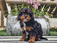 Talia, a female Cavapoo for sale in Boyden, IA – 7 of 10