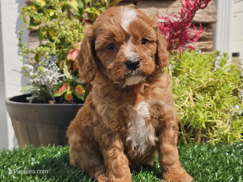 Gage – Cavapoo puppy for sale in Boyden, IA