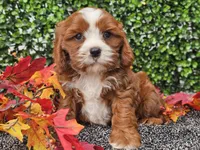 Toby, a male Cavapoo for sale in Boyden, IA – 10 of 10