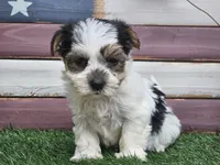 Kolja, a female Morkie for sale in Boyden, IA – 8 of 10