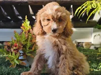 Gideon, a male Cavapoo for sale in Boyden, IA – 9 of 10