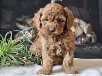 Kairi, a female Cavapoo for sale in Boyden, IA – 5 of 10