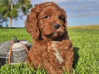 Jango, a male Cavapoo for sale in Boyden, IA – 8 of 10