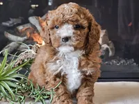 Kiwi, a male Cavapoo for sale in Boyden, IA – 2 of 10