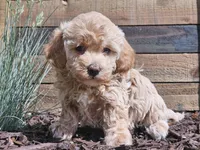 Raya, a female Havapoo for sale in Boyden, IA – 6 of 10
