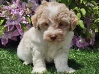 Skipper, a male Havapoo for sale in Boyden, IA – 9 of 10