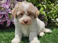 Skipper, a male Havapoo for sale in Boyden, IA – 6 of 10