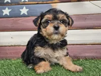 Kala, a female Morkie for sale in Boyden, IA – 6 of 10