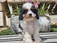 Truman, a male Cavapoo for sale in Boyden, IA – 1 of 10