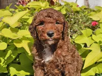 Phoenix , a male Poodle - Miniature  for sale in Boyden, IA – 3 of 10