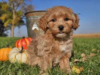 Buttercup , a female Havapoo for sale in Boyden, IA – 5 of 10