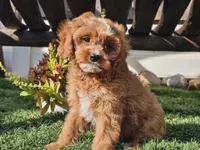 Gage, a male Cavapoo for sale in Boyden, IA – 9 of 10