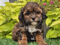 Nori, a female Shihpoo for sale in Boyden, IA – 9 of 10