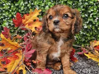 Tucker, a male Cavapoo for sale in Boyden, IA – 8 of 10