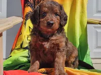 Sultan, a male Miniature Bernedoodle for sale in Boyden, IA – 4 of 10