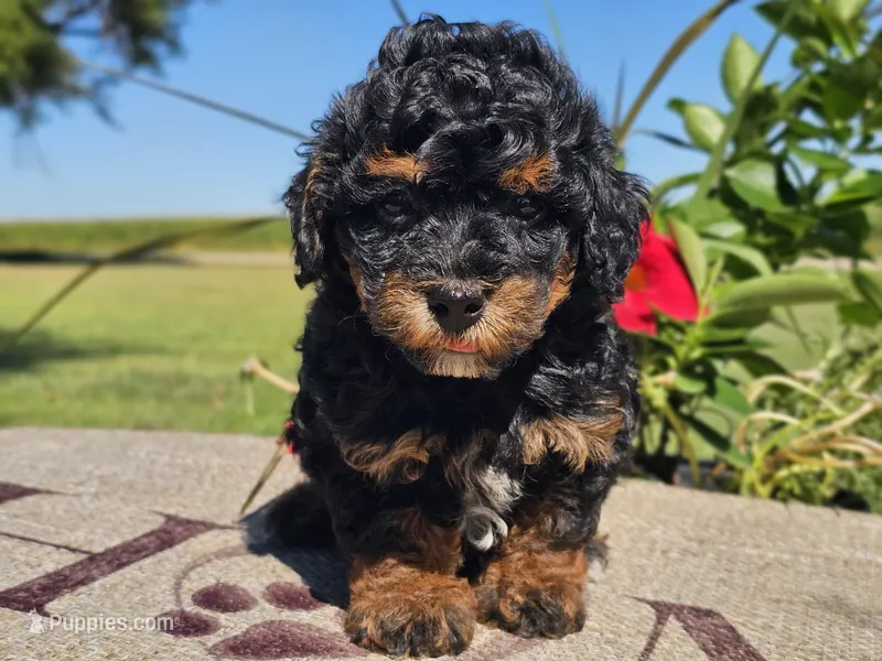 Ian – Havapoo puppy for sale in Boyden, IA