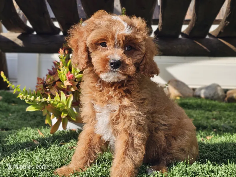 Gage – Cavapoo puppy for sale in Boyden, IA
