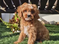 Gage, a male Cavapoo for sale in Boyden, IA – 1 of 10