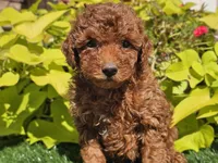 Prada, a female Poodle - Miniature  for sale in Boyden, IA – 8 of 10